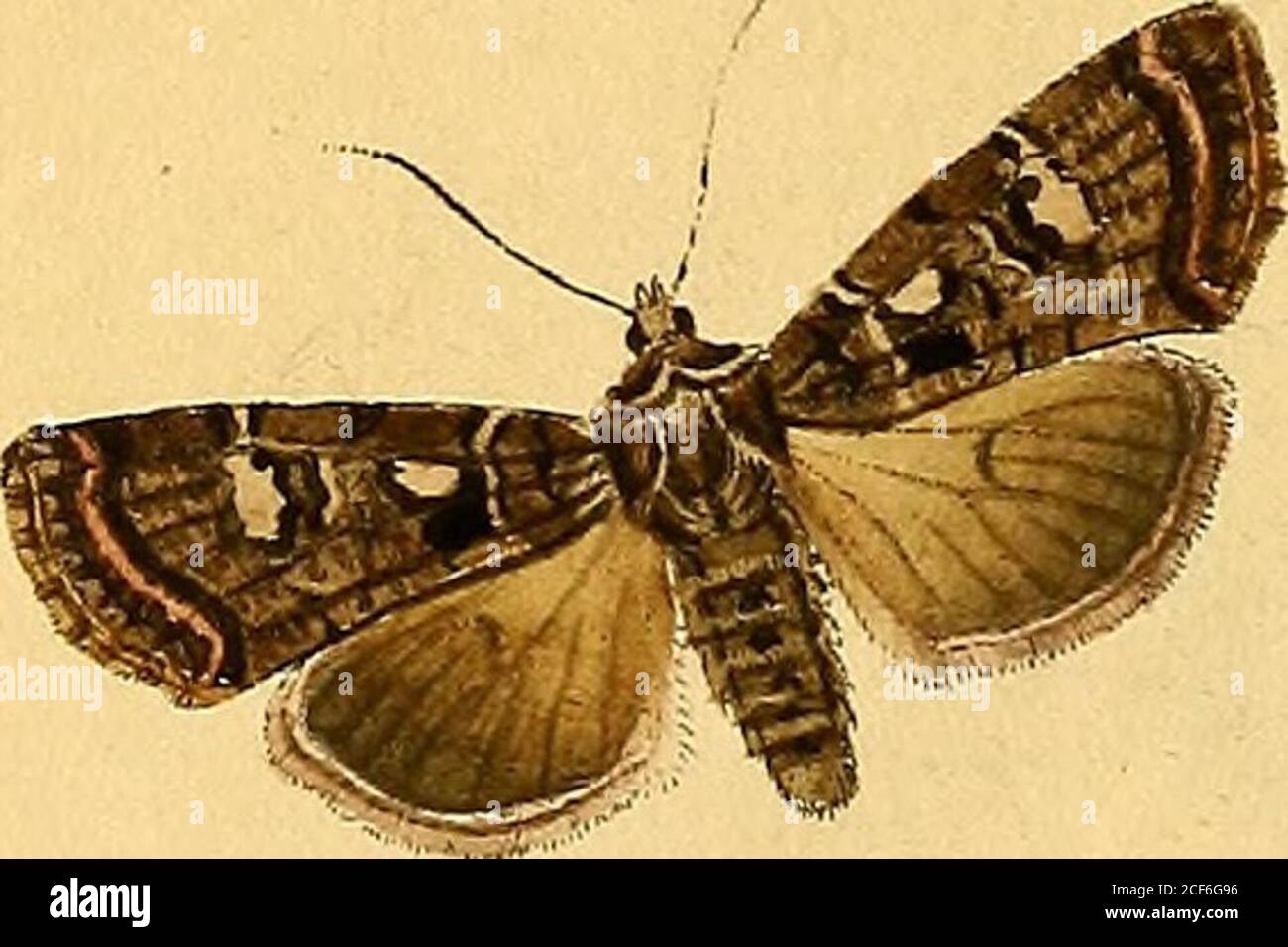 Sammlung Europscher Schmetterlinge Errichtet Von Jacob Hner In Augsburg Jo O Y6 Yyo Z V Lt 2uiv Ia Lt 3 63 Yoit 7727 Ef T Oz Rtz Jv Uvoctzuz Il E Zui Zaji G Dfe Tt Stock Photo Alamy
