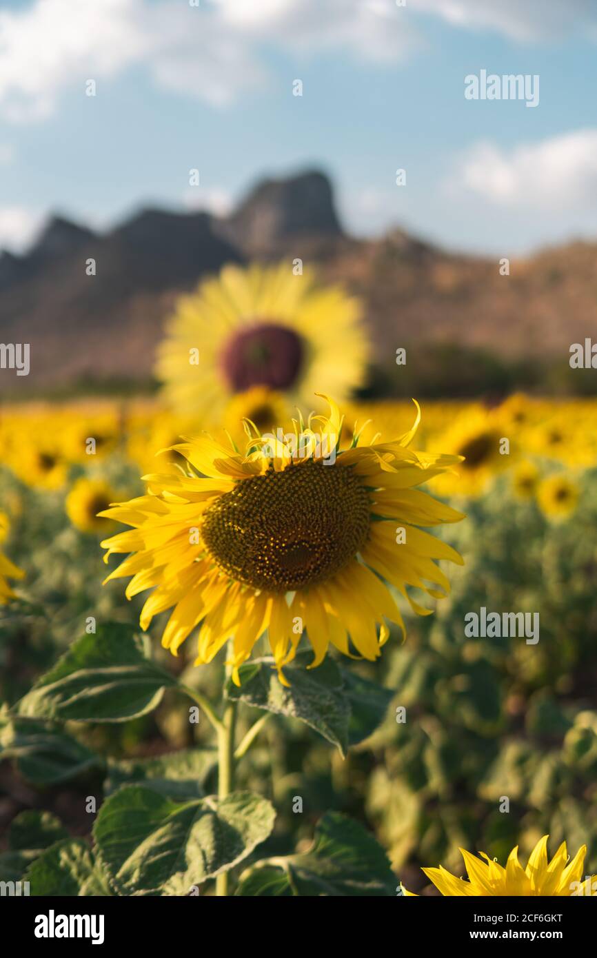 Picturesque landscape of yellow beautiful sunflower and green grass growing on hill in sunflowers field against cloudy blue sky on summer warm day Stock Photo