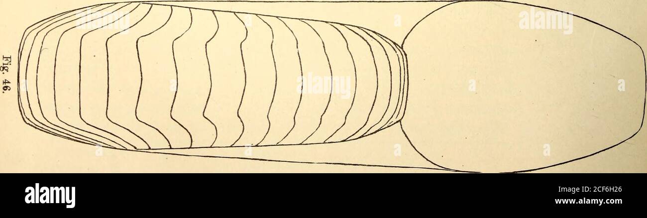 . First[-fourth] annual report of the Geological survey of Texas, 1889[-1892] Edwin T. Dumble, state geologist. CARBONIFEROUS CEPHALOPODS. 343 bolic (adult) stages. No tubercles were observed in Domatoceras umbilicatum,although it was sufficiently well preserved to have shown them had theyexisted. They might have been present in the earlier nealogic stages whichwere not visible. In Centroceras the young whorl throughout the laternealogic stages is tetragonal, but the sides are divergent, the abdomen beingbroader than the dorsum. In this species during the same stages the sidesare nearly parall Stock Photo