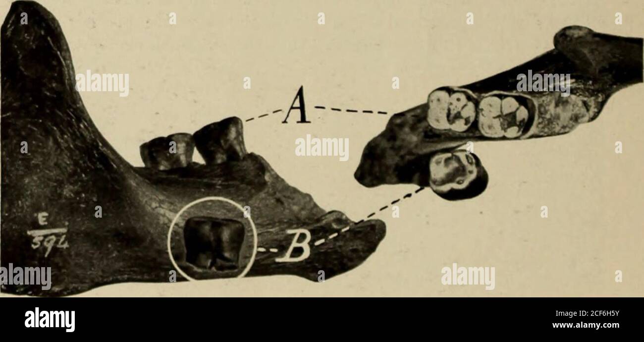 . Guide leaflet. Fig. 9. Skull fragments found by Dawson and Smith Woodward in 1911, 1912; jawfragment found by Dawson in 1012; canine tooth found by Pore Teilhard de Chardin in 1913:single worked flint found near original skull fragments by Smith Woodward. Jaw one-thirdnatural size; other fragments a bit larger than one-third (distorted somewhat by camera).After Smith Woodward.. Fig. 10. .1, side and to)) views of jaw of fust Piltdown Dawn Man. with first and secondlower molar teeth in place, li, side and top views of first lower molar tooth of si cond PiltdownDawn Man. About three-fourths na Stock Photo