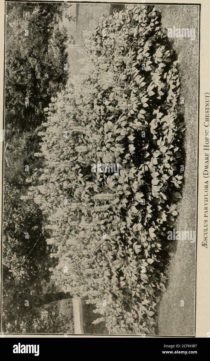 . Plant culture; a working handbook of every day practice for all who grow flowering and ornamental plants in the garden and greenhouse. like the parents; these seedhngs are much morevigorous than grafted plants. From old plants of A. palmatumseedlings are raised on which the finer varieties are grafted. Veneergrafting is the system most commonly employed. ^SCULUS (Pavia. Dwarf Horse Chestnut). The com-monest shrubby species, ^E. parviflora (macrostachya), grows from3 to 9 feet high, spreading rapidly by means of stoloniferous roots.It flowers in June; the flowers are white, disposed in uprigh Stock Photo