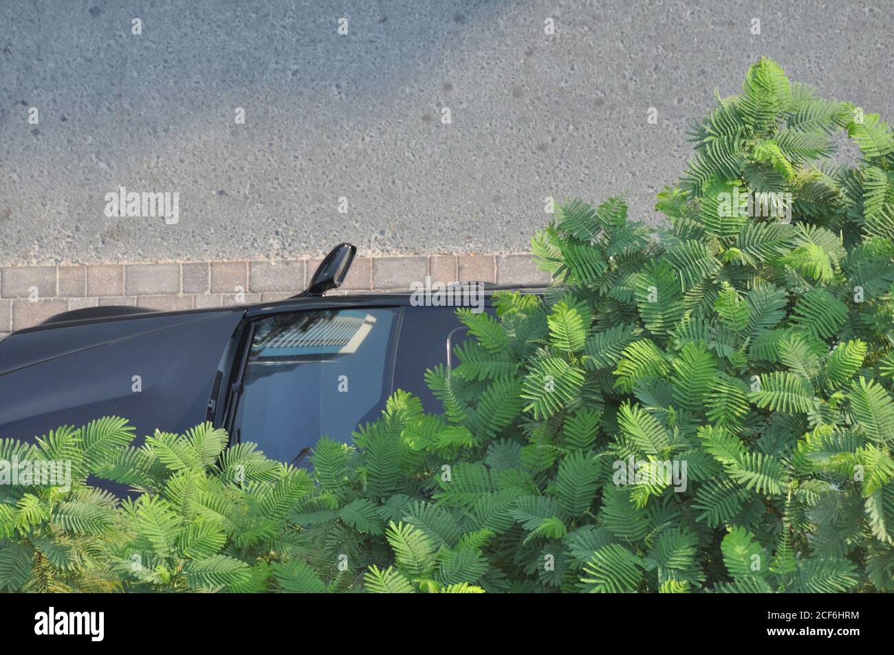 Urban concrete jungle tree. Car parked under emerald and olive green tree, showing reflection of building in window. Stock Photo