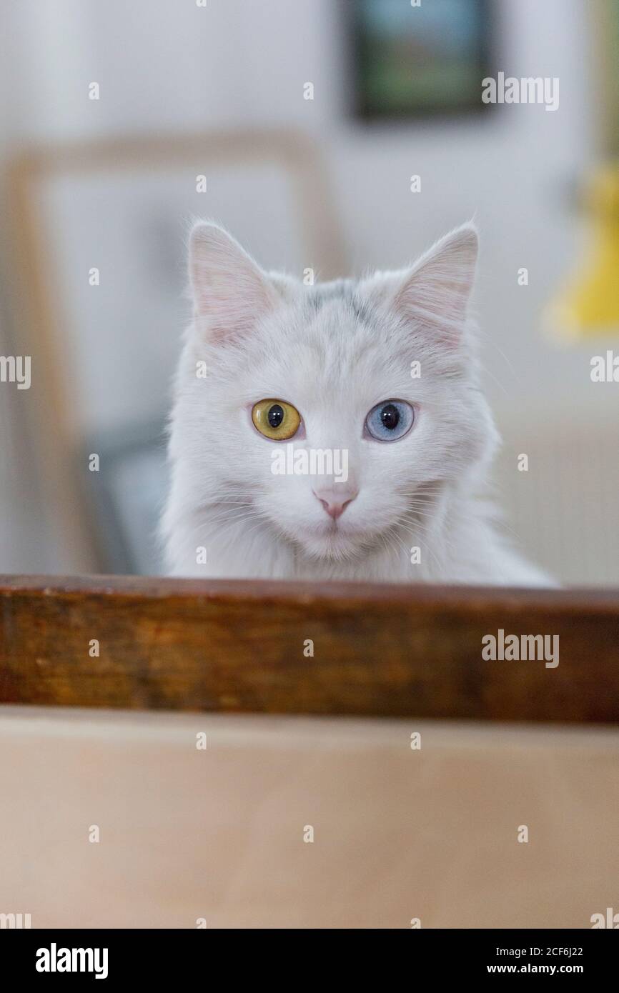 The studio white Persian cat Stock Photo