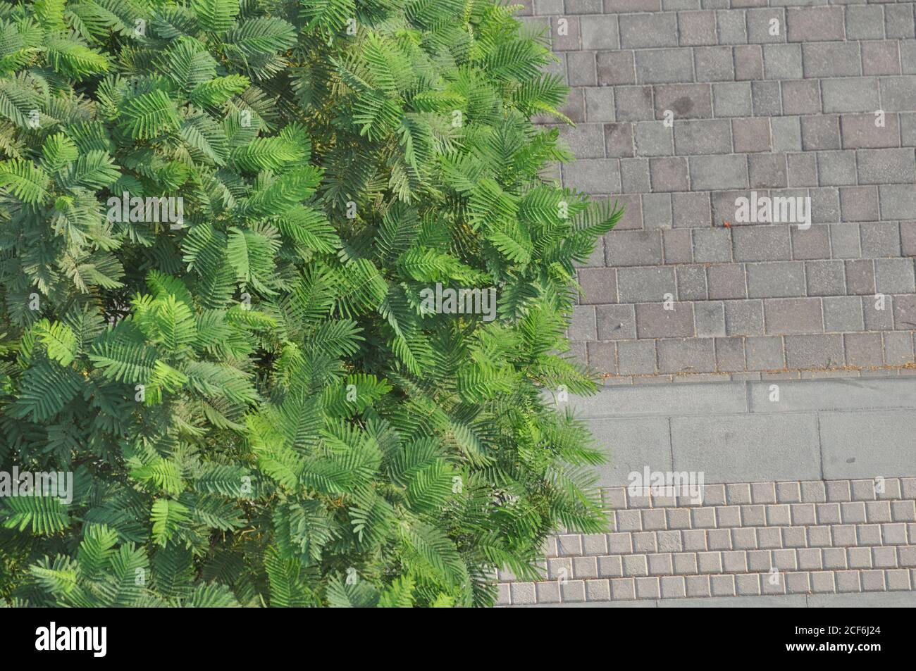 Urban jungle tree against concrete background. Windy, leafy, emerald and olive green tree colors. Nature vs man made designs. Stock Photo
