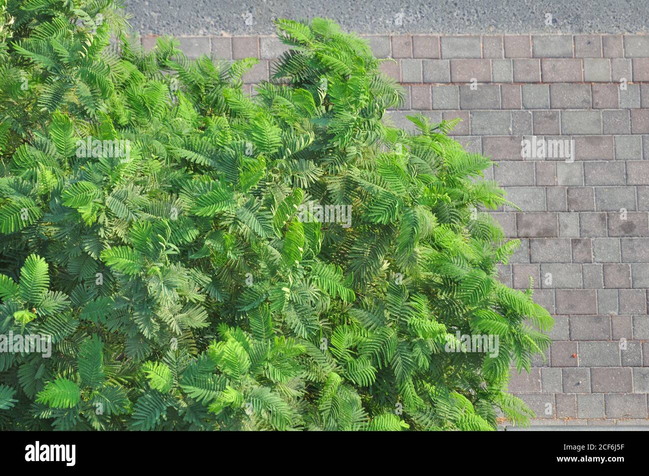 Urban jungle tree against concrete background. Windy, leafy, emerald and olive green tree colors. Nature vs man made designs. Stock Photo