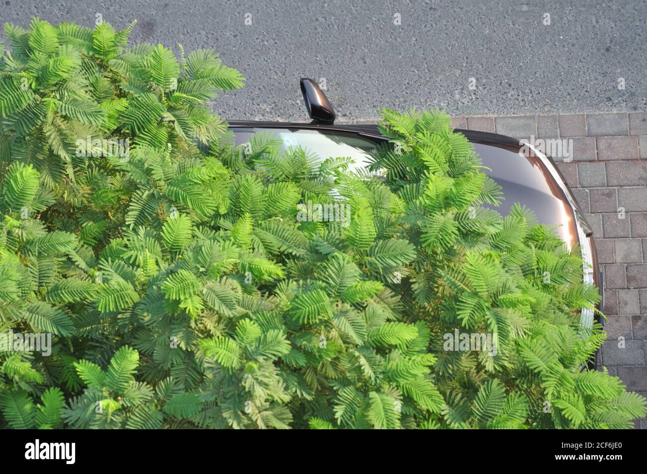 Urban concrete jungle tree. Car parked under emerald and olive green