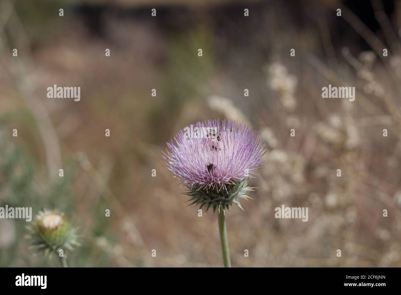Pink head inflorescence, Desert Thistle, Cirsium Neomexicanum, Asteraceae, native biennial, Joshua Tree National Park, Southern Mojave Desert. Stock Photo