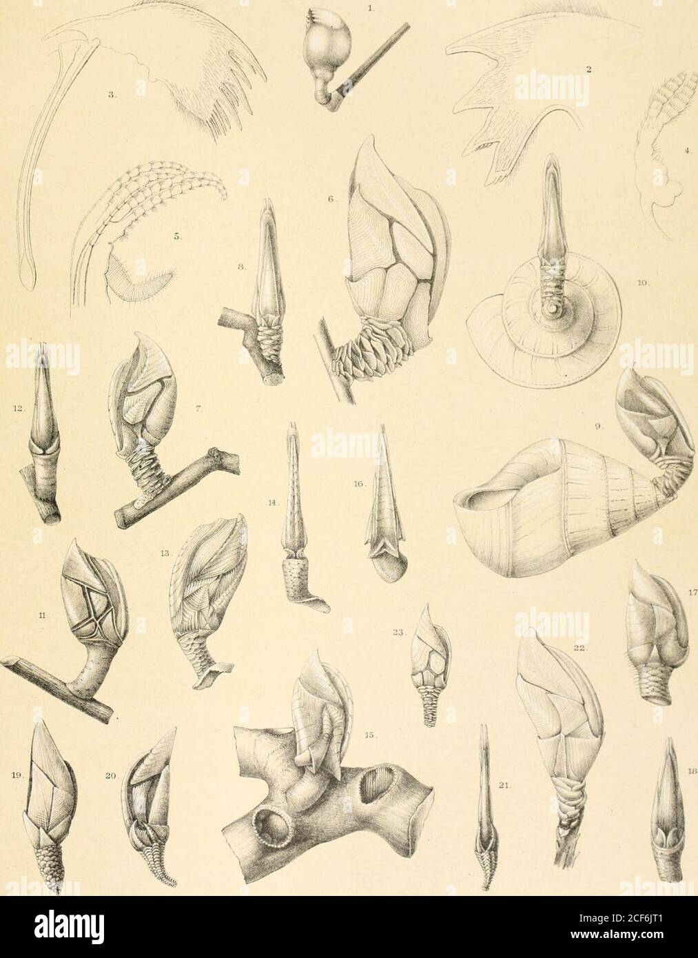 . Report on the scientific results of the voyage of H.M.S. Challenger during the years 1873-76 : under the command of Captain George S. Nares, R.N., F.R.S. and Captain Frank Turle Thomson, R.N.. the carinal side; magnified 2 diameters. Figs. 13, 14. Scalpellum compressum, n. sp. Fig. 13. Animal, lateral view ; natural size. Fig. 11. Animal, seen from the carinal side; natural size. Figs. 15,16. Scalpellum parallelogramma, n. sp. Fig. 15. Animal, lateral view; magnified 2 diameters Fig. 16. Animal, seen from the carinal side; magnified 2 diameters. Figs. 17. 18. Scalpellum triangulare, n. sp. F Stock Photo