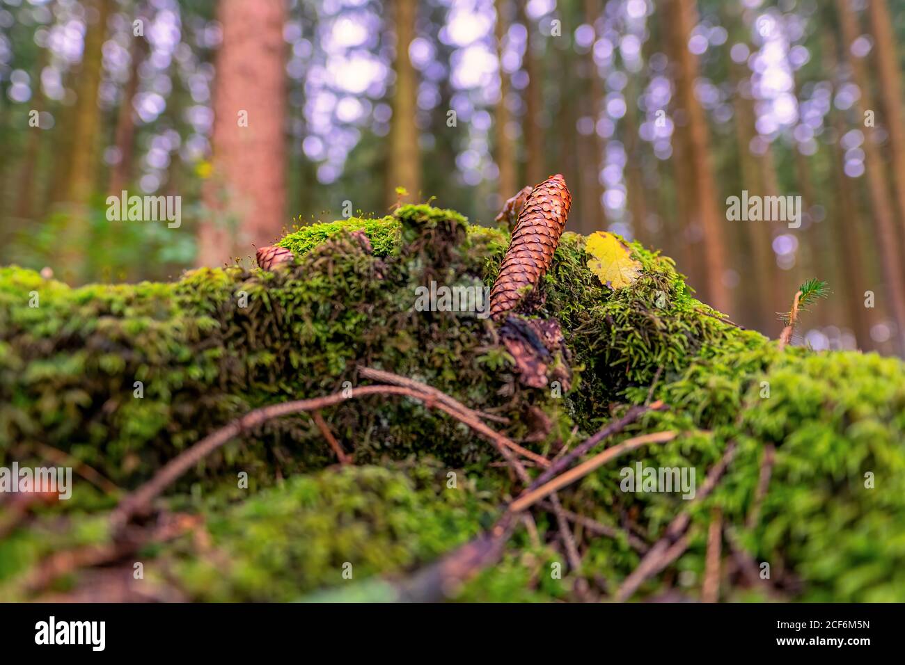 Pinecone lying at the ground in a green mossy forest Stock Photo