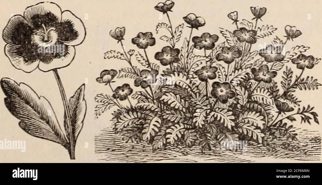 . Vick's floral guide. Seeds grow readily, may be sown in the open groundearly in the spring. Hardy annuals, with finely cutleaves and curious, showy flowers.Nigella Damascena, 1 Love-in-a-Mist,) double; one foot, 5 Damascena nana,dwarf; variety of colors ; 6 in. 5Hispanica, large-flowered; very fine; one foot, 5Fontanesiana, much like N. Hispanica, butblooms two weeks earlier, 5 NEMOPHILA.. The Xemophilas are pretty, delicate, hardy annuals.The flowers are mainly blue and white. They do bestif sown in a frame and transplanted early, as the hot suninjures the flowers ; but do finely all summer Stock Photo