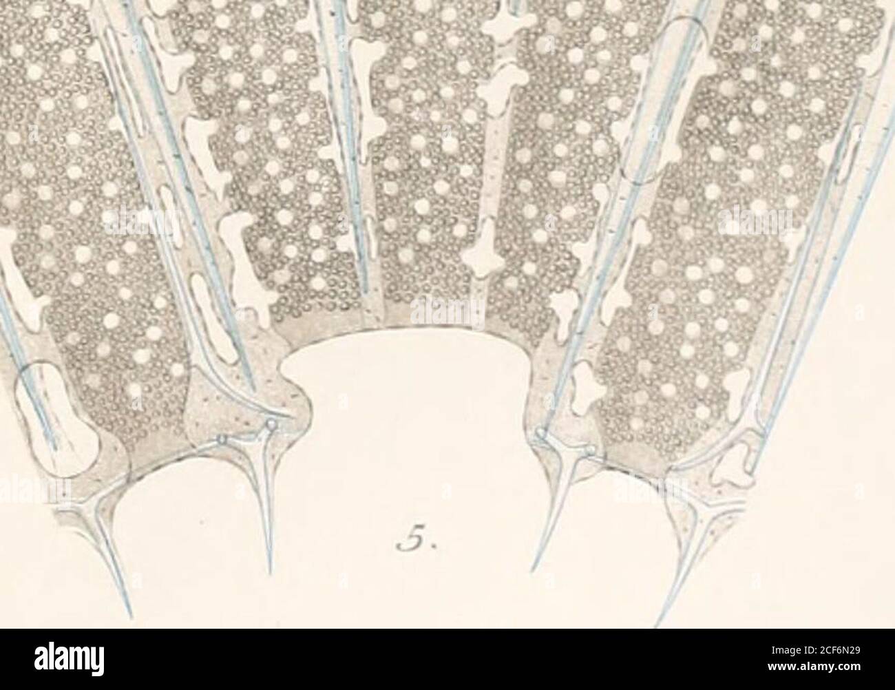 . Report on the scientific results of the voyage of H.M.S. Challenger during the years 1873-76 : under the command of Captain George S. Nares, R.N., F.R.S. and Captain Frank Turle Thomson, R.N.. 5*:,j •V ,;;. 2? .3. 6fe ar^e/i2.An, hnphoriscus donga!. PLATE V. (ZUOL. CHALL. EXP. — PART XXIV.— 1SS3.)— A.I. PLATE V Figure 1.— Utc argentea, n. sp. (a) A subg.astric triradiate spicule, . (//, c) Two tubar acerate spicules, (d, e) Two gastric quadriradiate spicules, (/) Do. embryonal, (;/) A tubar quadriradiate spicule, . (ft, I) Two gastric acerate spicules, . (m, w) Two dermal triradiate spicules Stock Photo