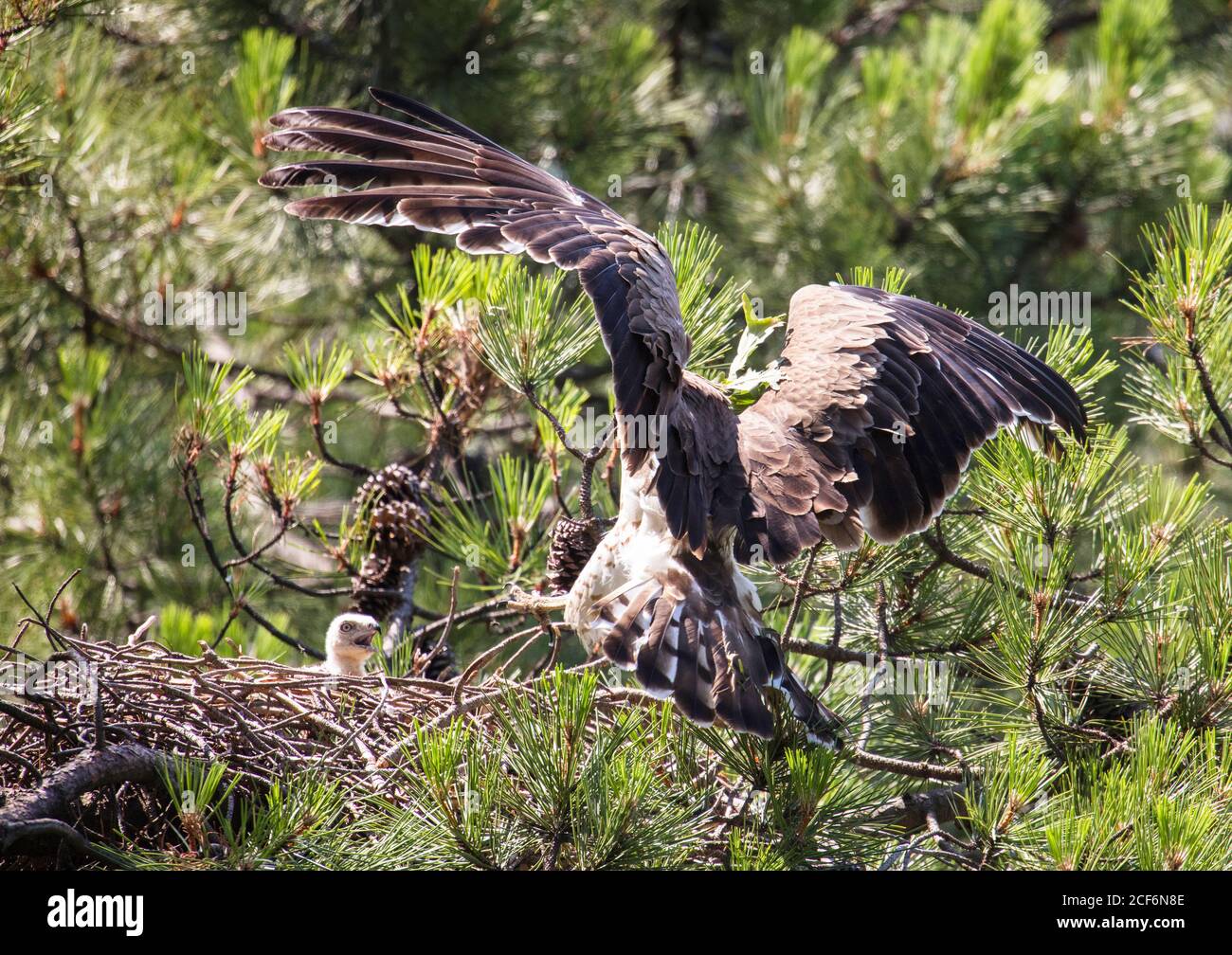 Furious wild eagle near little bird in nest between coniferous twigs Stock Photo