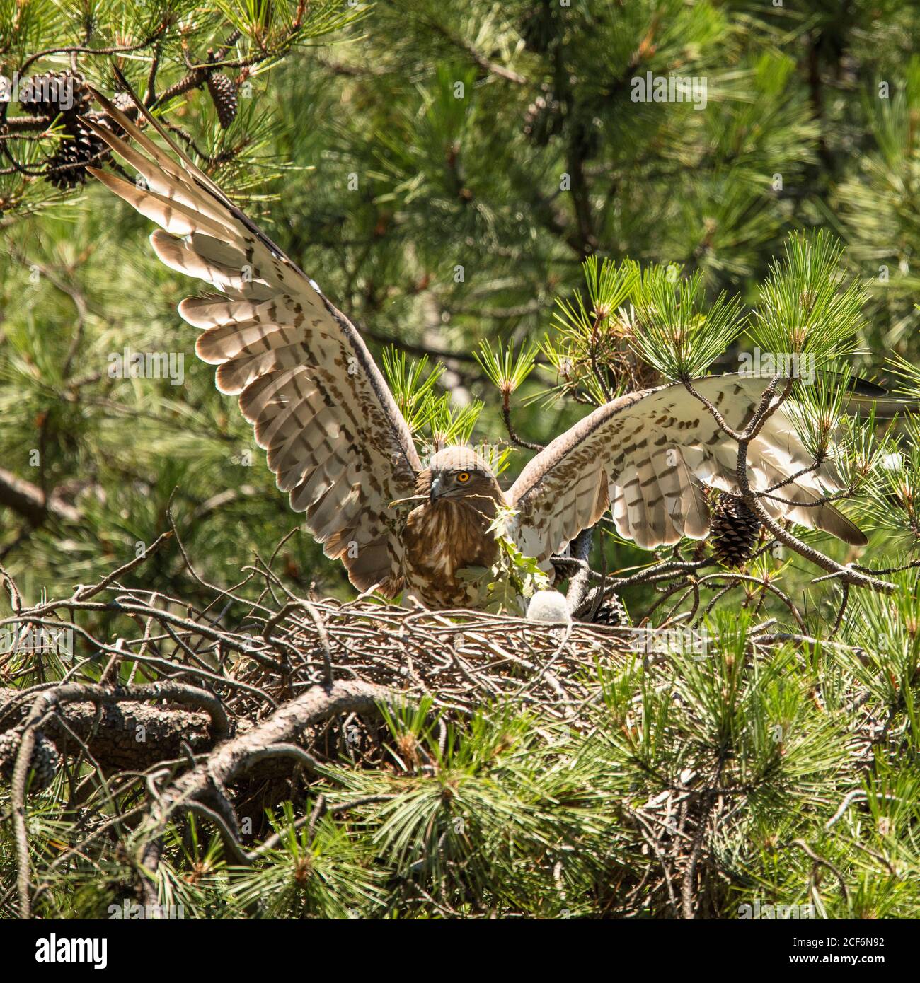 Furious wild eagle sitting near little bird in nest between coniferous twigs Stock Photo