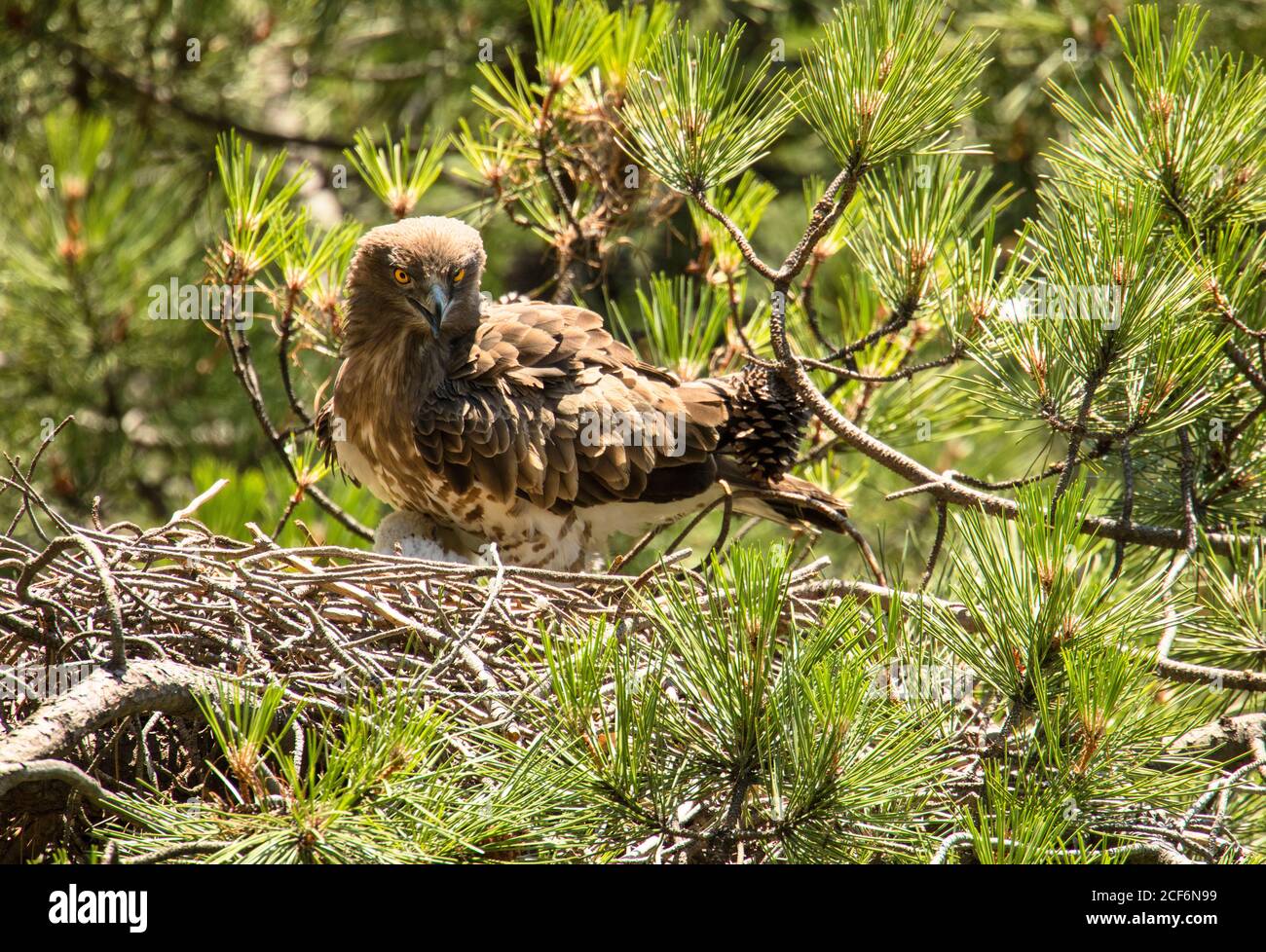 Furious wild eagle sitting near little bird in nest between coniferous twigs Stock Photo