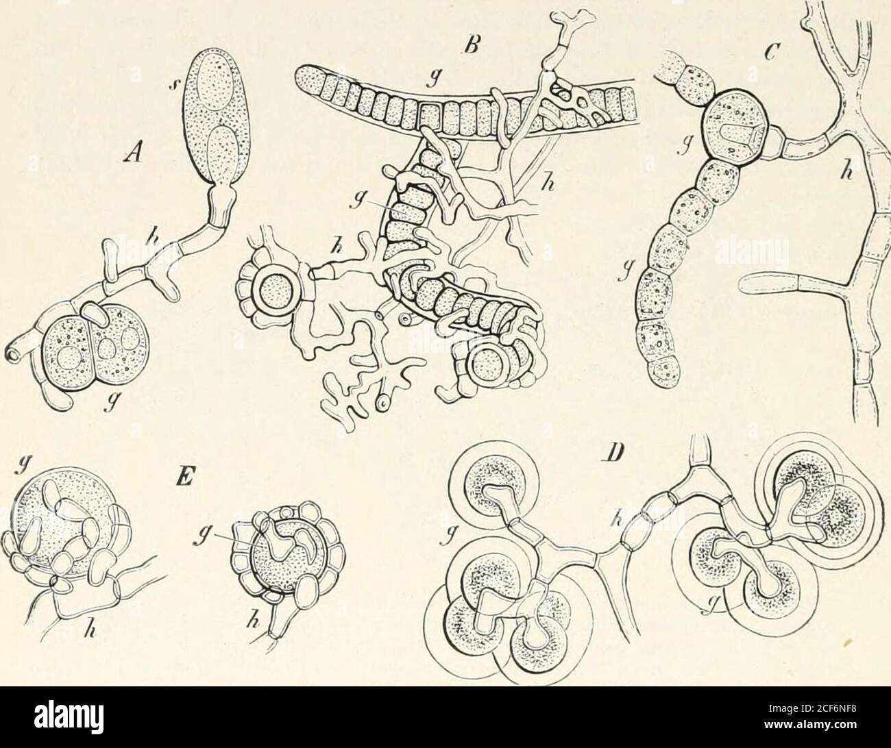The Microscope And Its Revelations Tion The Lichen Forming Fungi In Fact Live Upon Their Algalhosts Like The Endophytic Fungi Such As The Blights Of Corn Which Infest The Higher Forms Of Vegetation