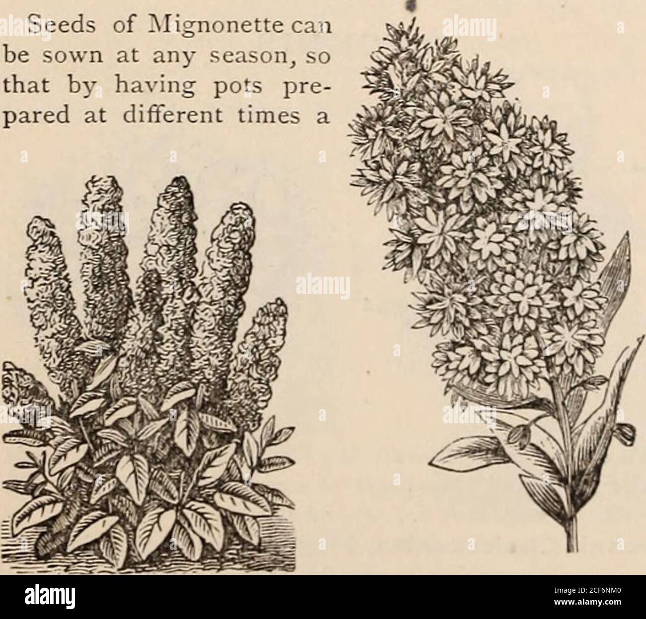 Mignonette perfume sale