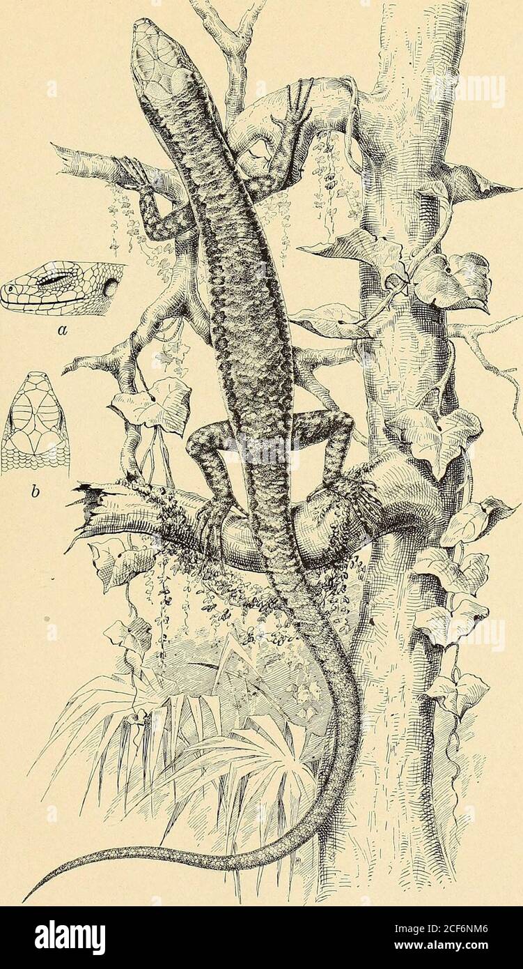 The Philippine Journal Of Science Of One Postocular In The Original Drawing Of This Species This Journal Sec D 1915 10 Plate I Fig 11 The Interparietal Is Shown Bordered By The Philippine Journal Of Science Of One Postocular In The Original Drawing Of This Species This Journal Sec D 1915 10 Plate I Fig 11 The Interparietal Is Shown Bordered By