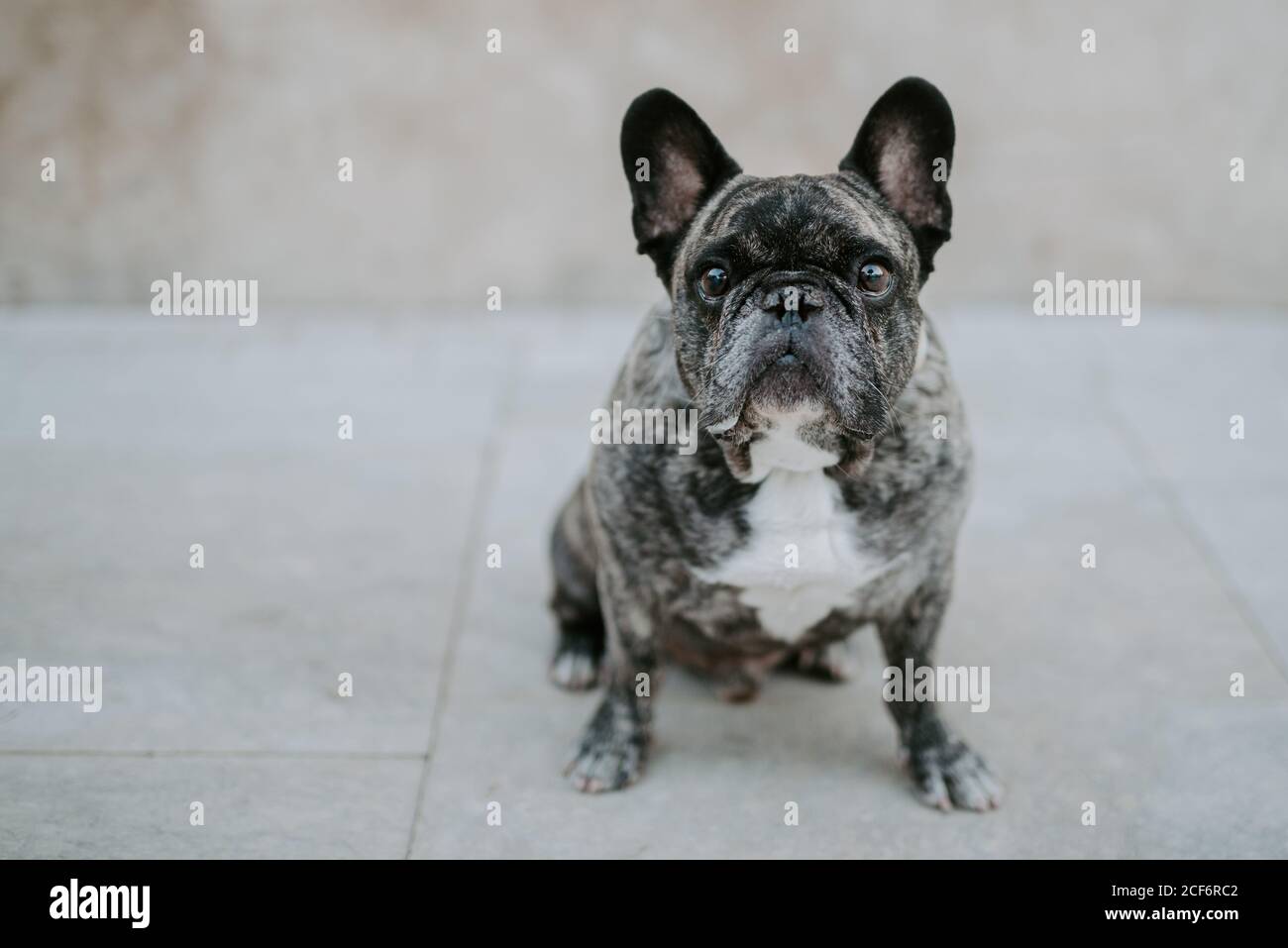 Big French bulldog with gray spots sitting on street pavement looking ...