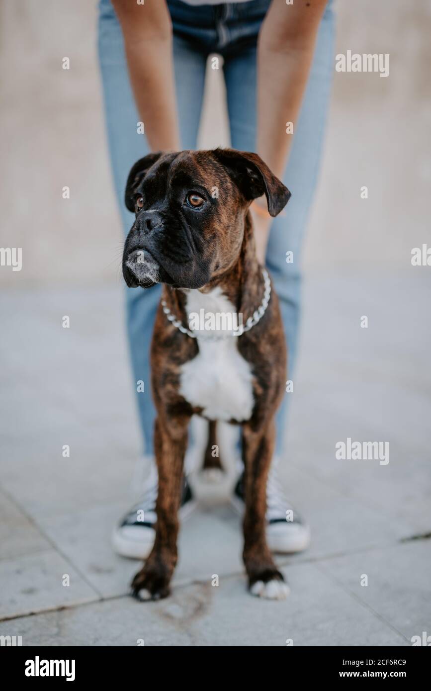 Adorable boxer dog with amusing face standing on asphalt and looking above Stock Photo