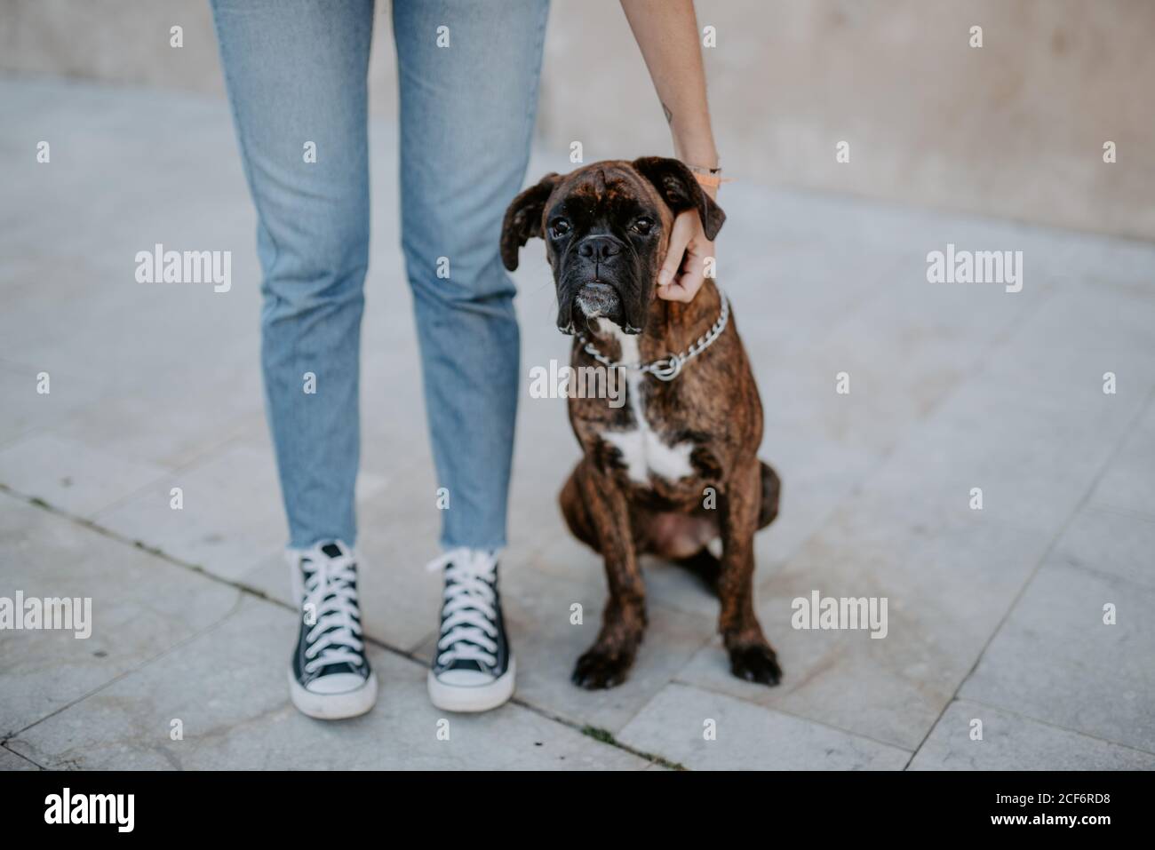 Adorable boxer dog with amusing face standing on asphalt and looking above Stock Photo