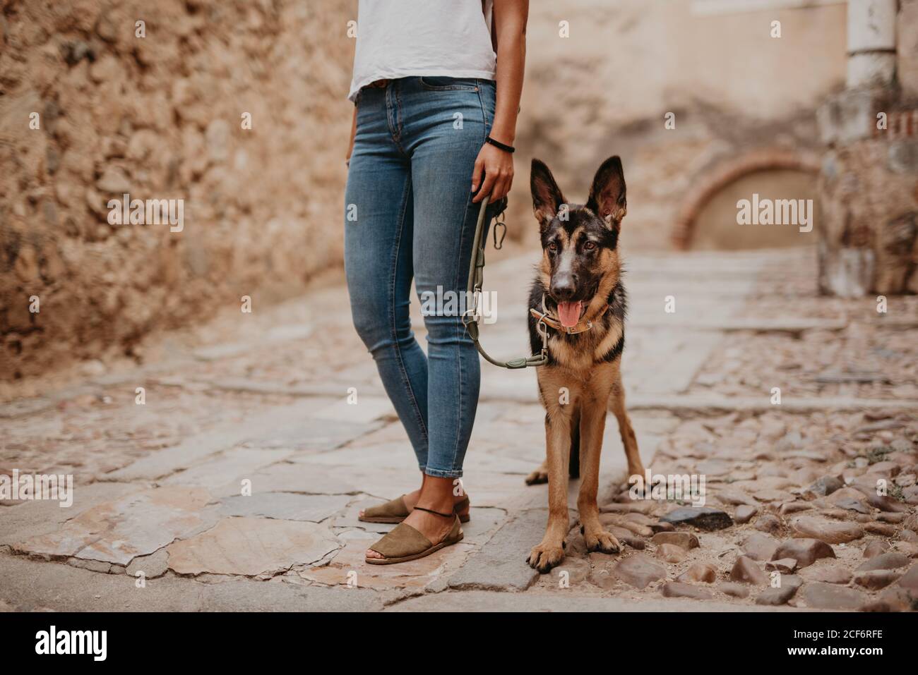 Cute German Shepherd Walking On Cobblestone Pavement With Crop Owner Standing Near Stock Photo Alamy
