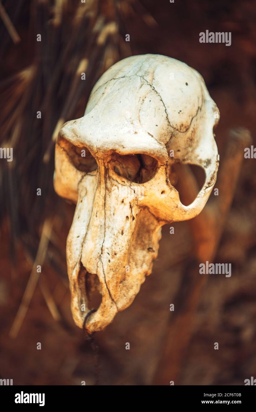 monkey skull hanged by wooden in forest in Konso Ethiopia Stock Photo