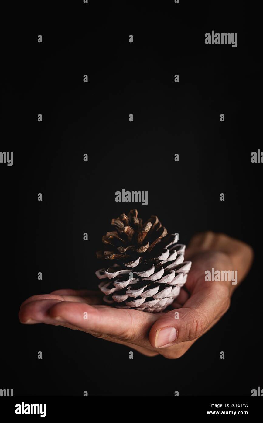 Crop person with handful of conifer cones Stock Photo