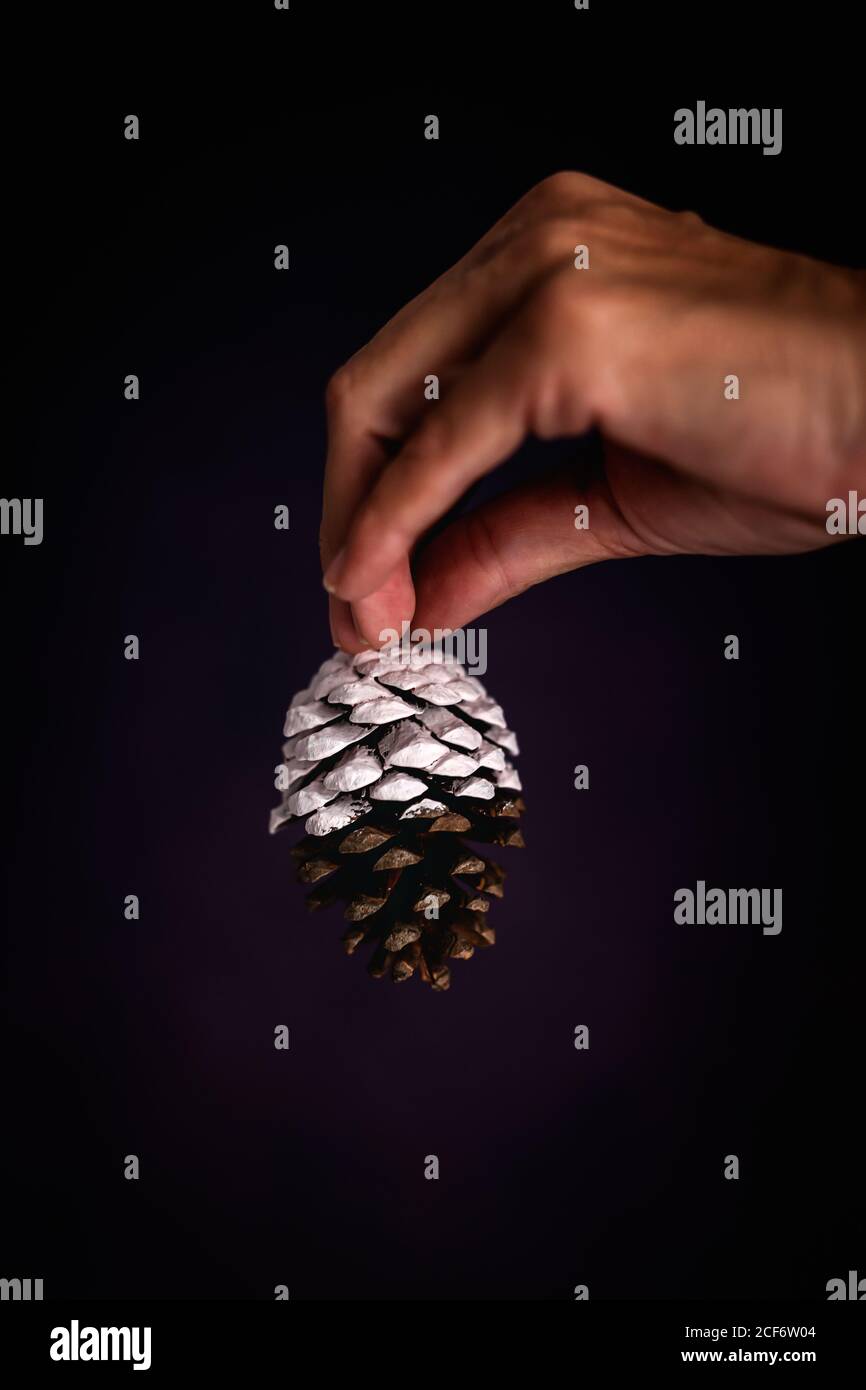 Crop person with conifer cone Stock Photo