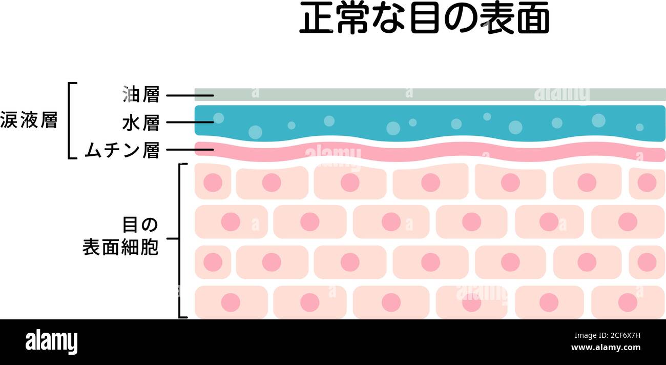 Cross section of normal eye surface. flat vector illustration (Japanese) Stock Vector
