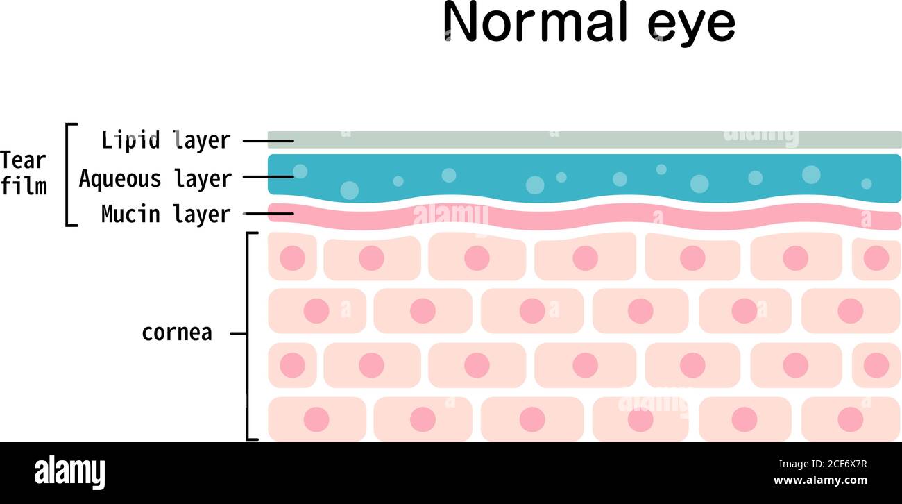 Cross section of normal eye surface. flat vector illustration Stock Vector