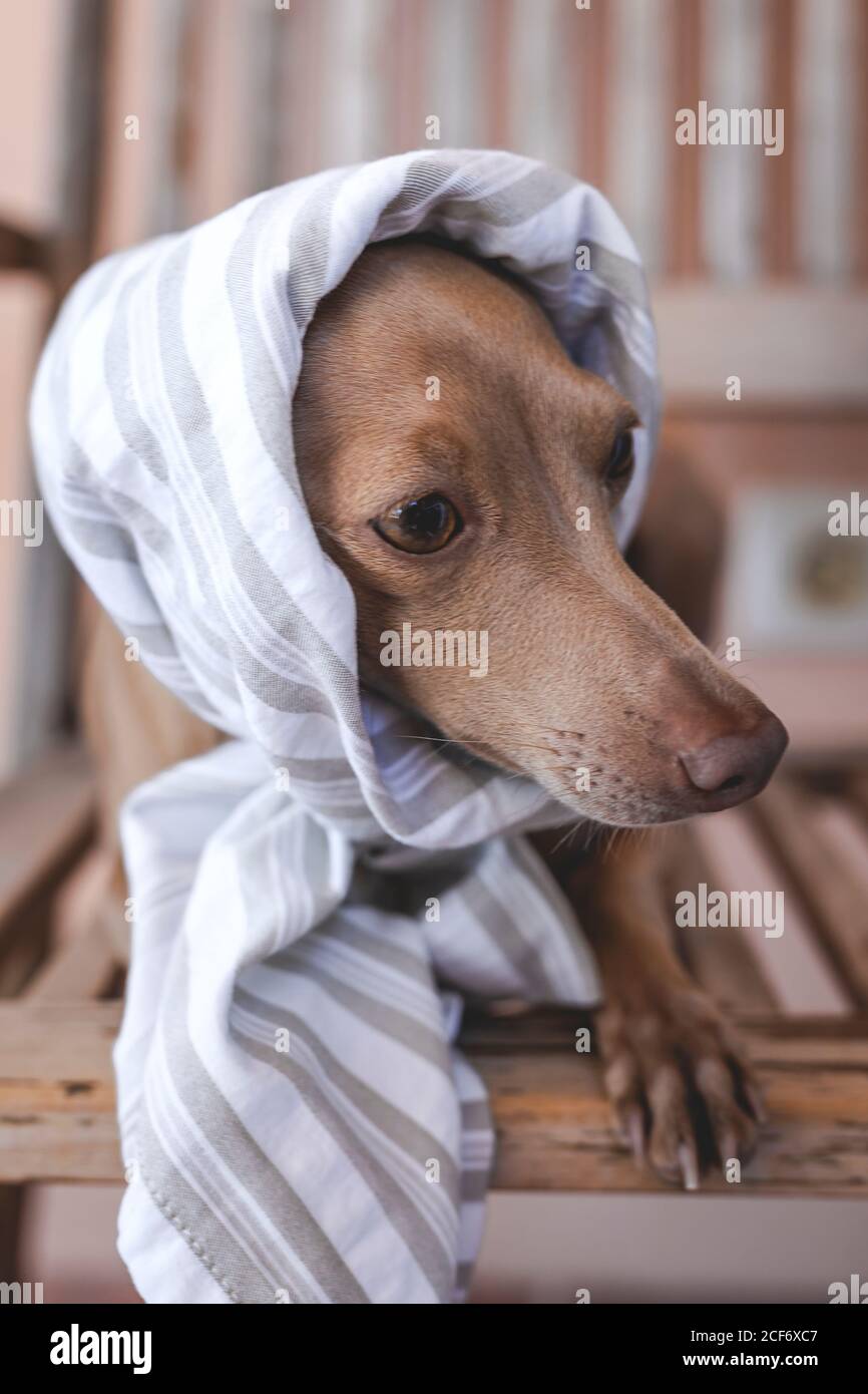 Funny italian greyhound online videos