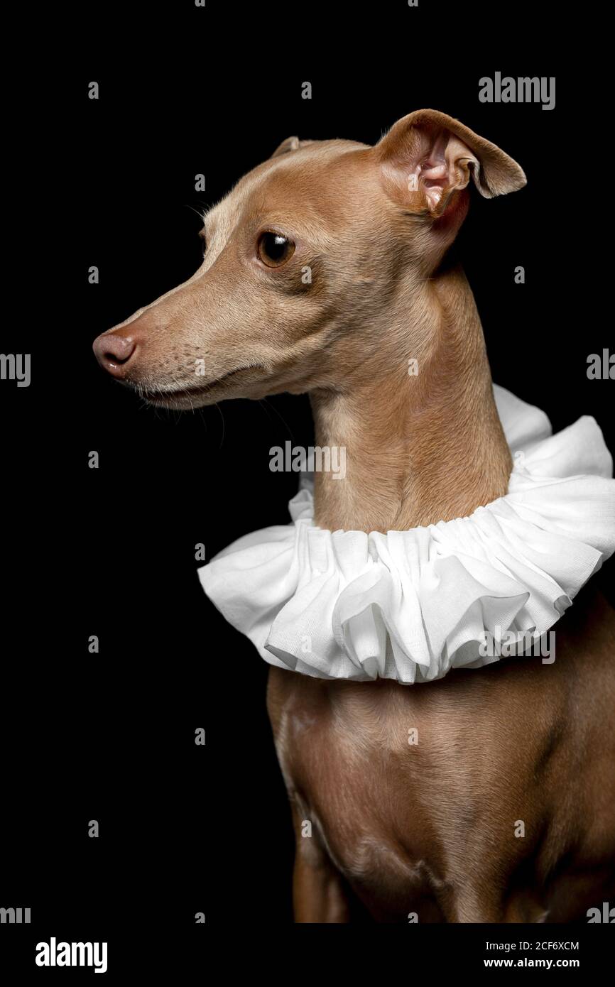 Are Italian Greyhounds Loyal