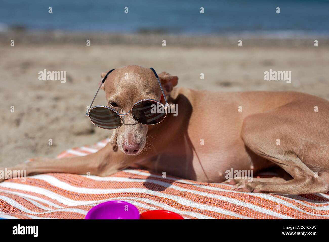 Little italian greyhound dog in the beach. With Sunglasses. Sunny. Sea