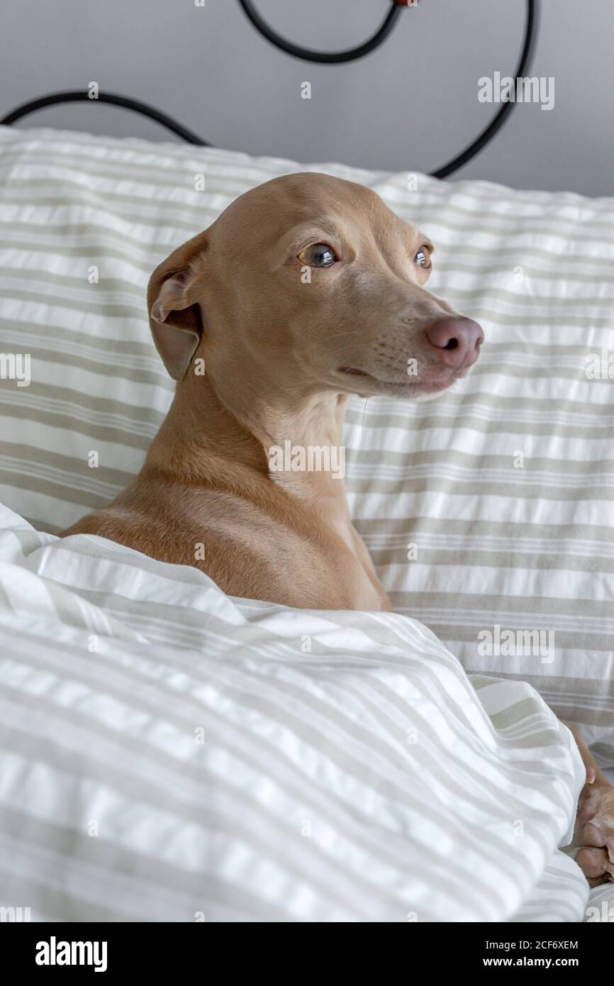 Purebred italian greyhound sale