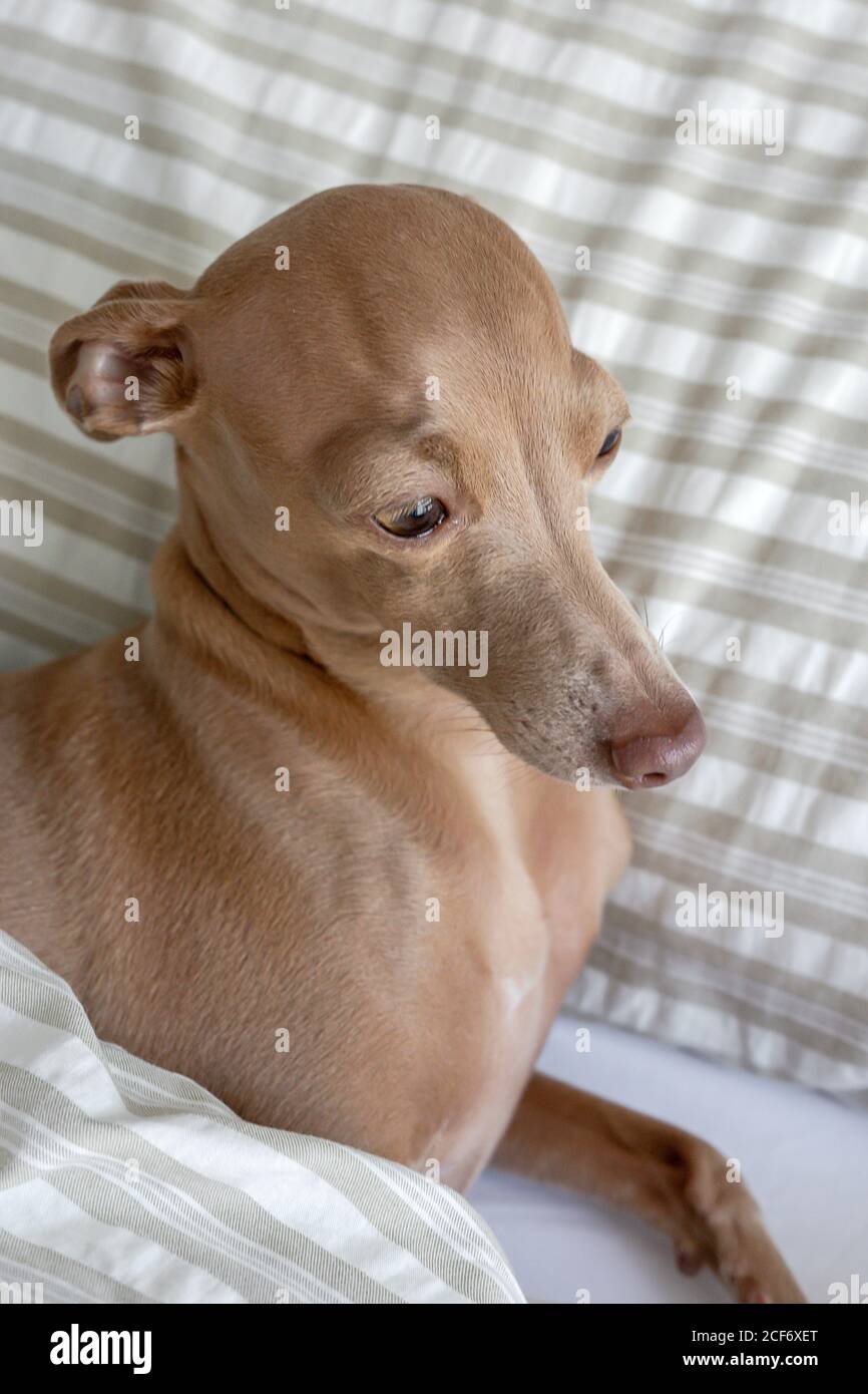 Purebred colored Isabela Italian greyhound dog playing on human bed