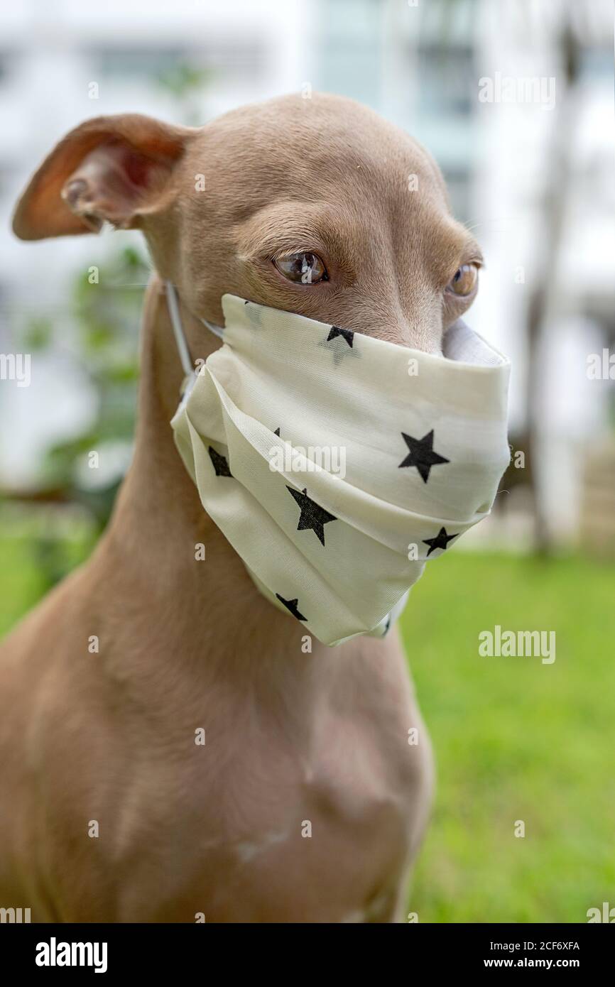 Pure breed Italian greyhound dog outdoors with protective mask for coronavirus. Covid 19 Stock Photo Alamy