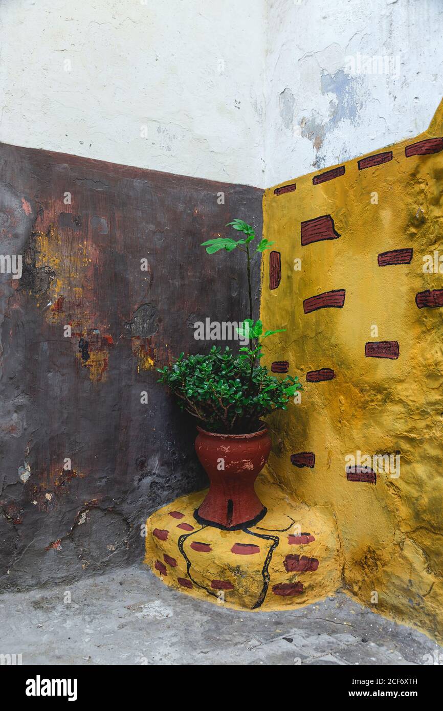 Green plant growing in pot and placed on corner of house on street in Tangier, Morocco Stock Photo