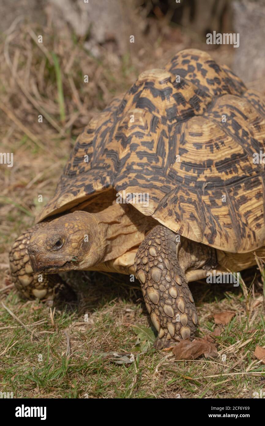 Leopard Tortoise (Stigmochelys  pardalis). Morning temperature with rising temperature enables, cold blooded,ectothermic testudine, reptile activity. Stock Photo