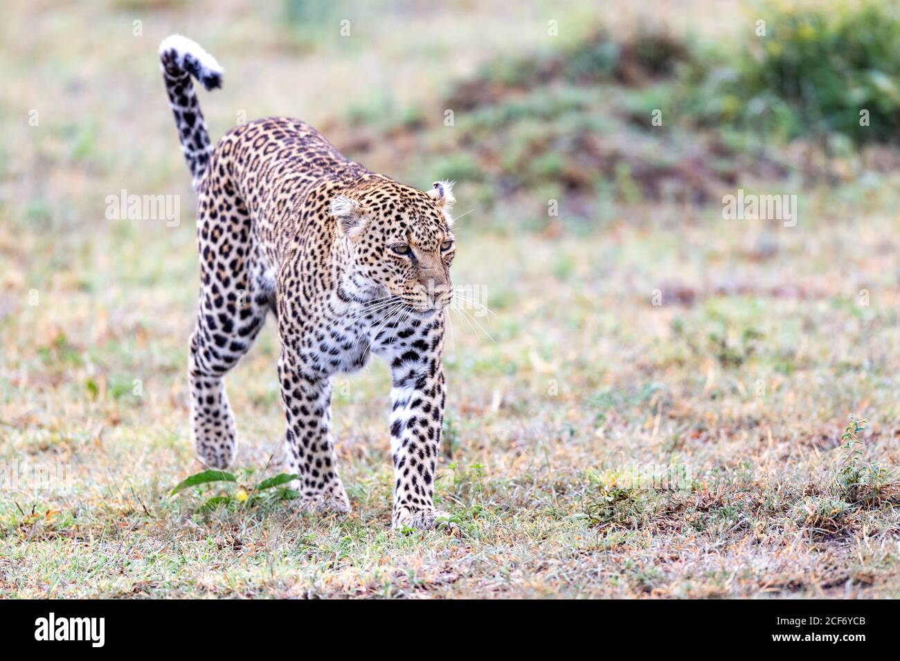 African leopard (Panthera pardus) in Kenya, Africa Stock Photo
