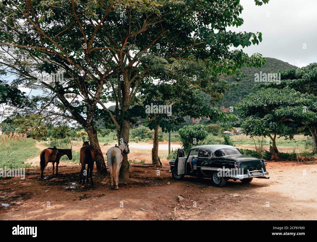 Stylish vintage black car near horses under big green tree on sandy roadside among plants in Cuba Stock Photo