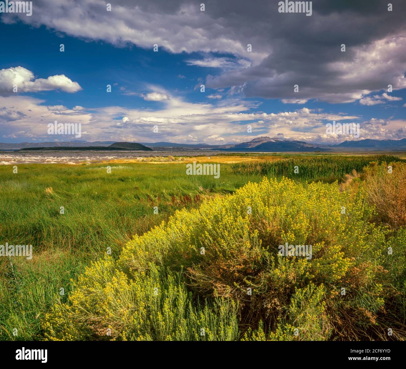 Rabbitbrush, Ericameria nauseosa, Mono Lake, Mono Basin National Forest