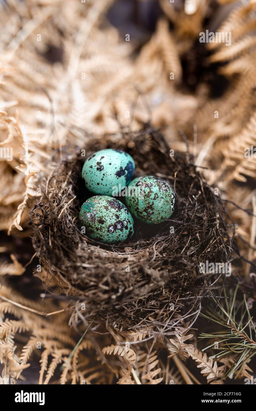blue eggs in the nest Stock Photo