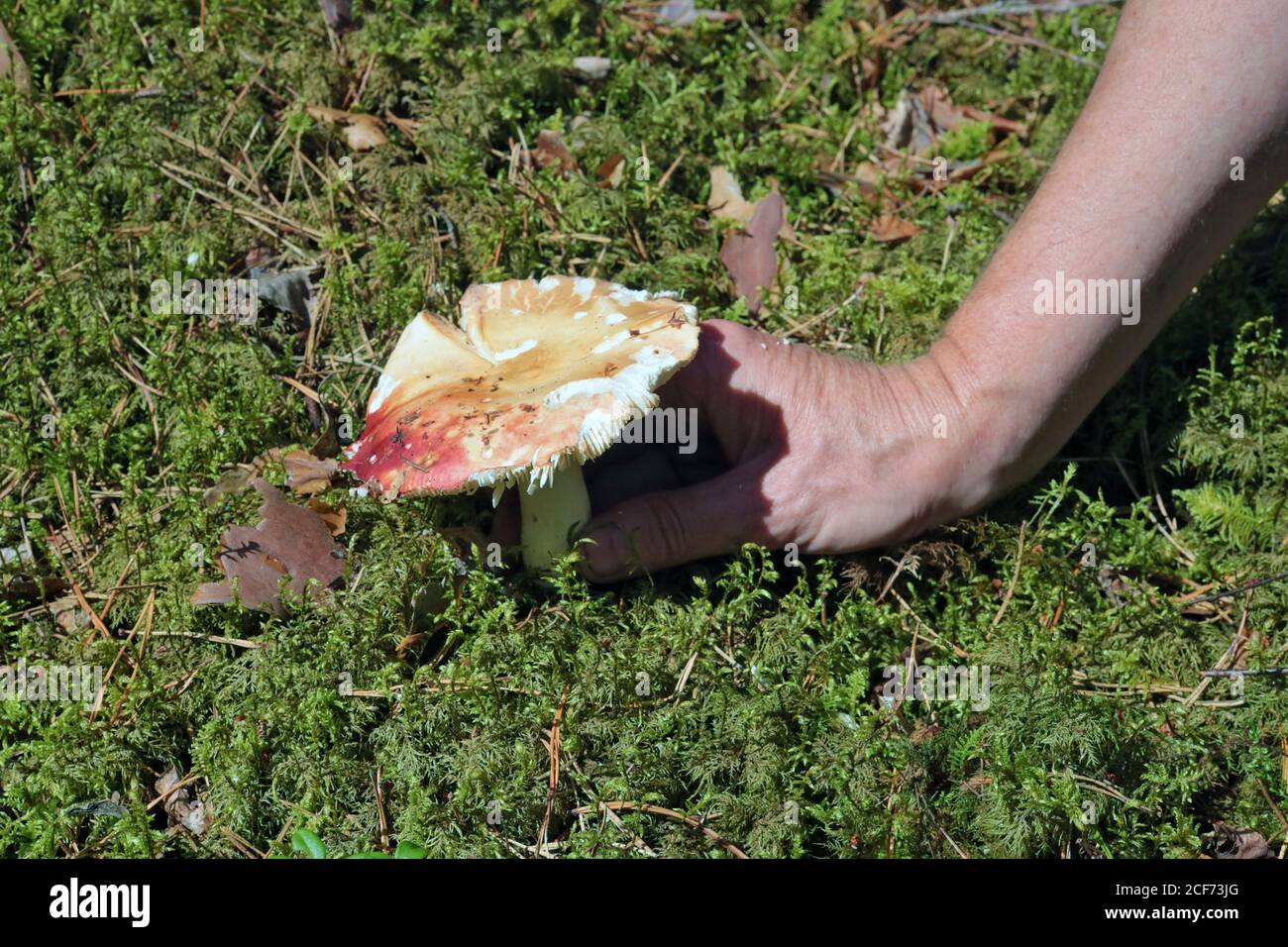 A mushroom picker found a fresh russula mushroom in a forest glade macro Stock Photo