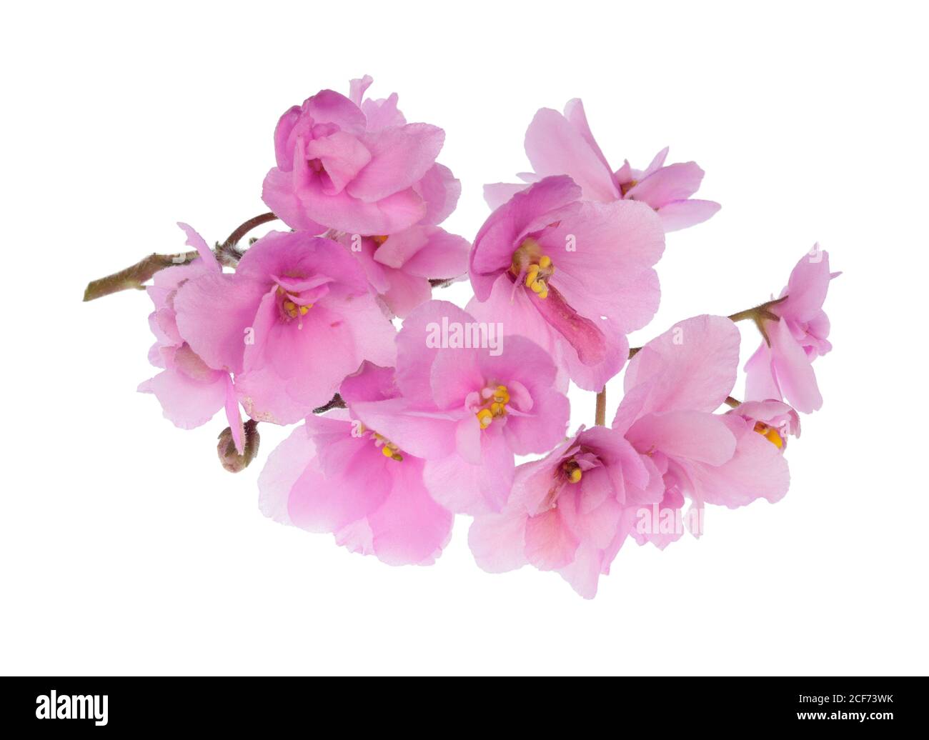 Indoor  light pink  violet  flowers  lie on table. Isolated on white studio macro shot Stock Photo