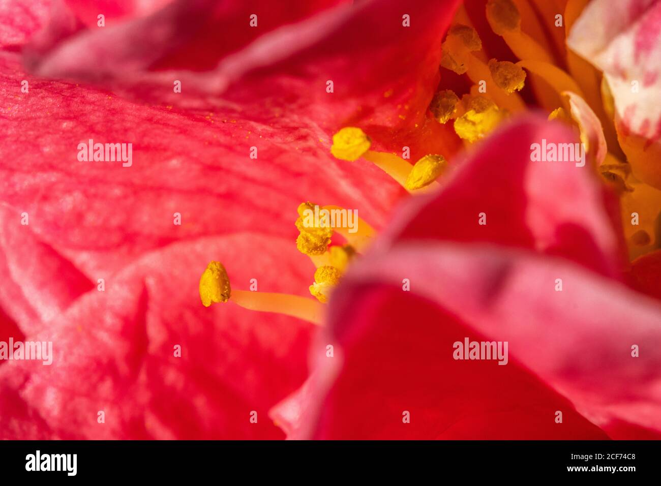 Macro of Pink Camellia Stock Photo