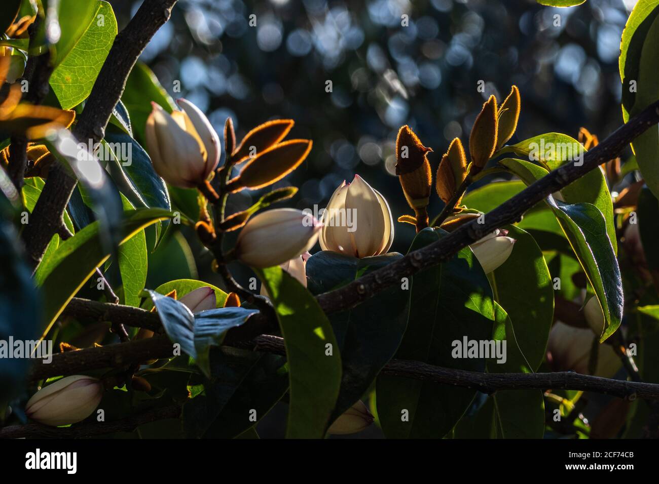 Port Wine Magnolia Flowers Stock Photo