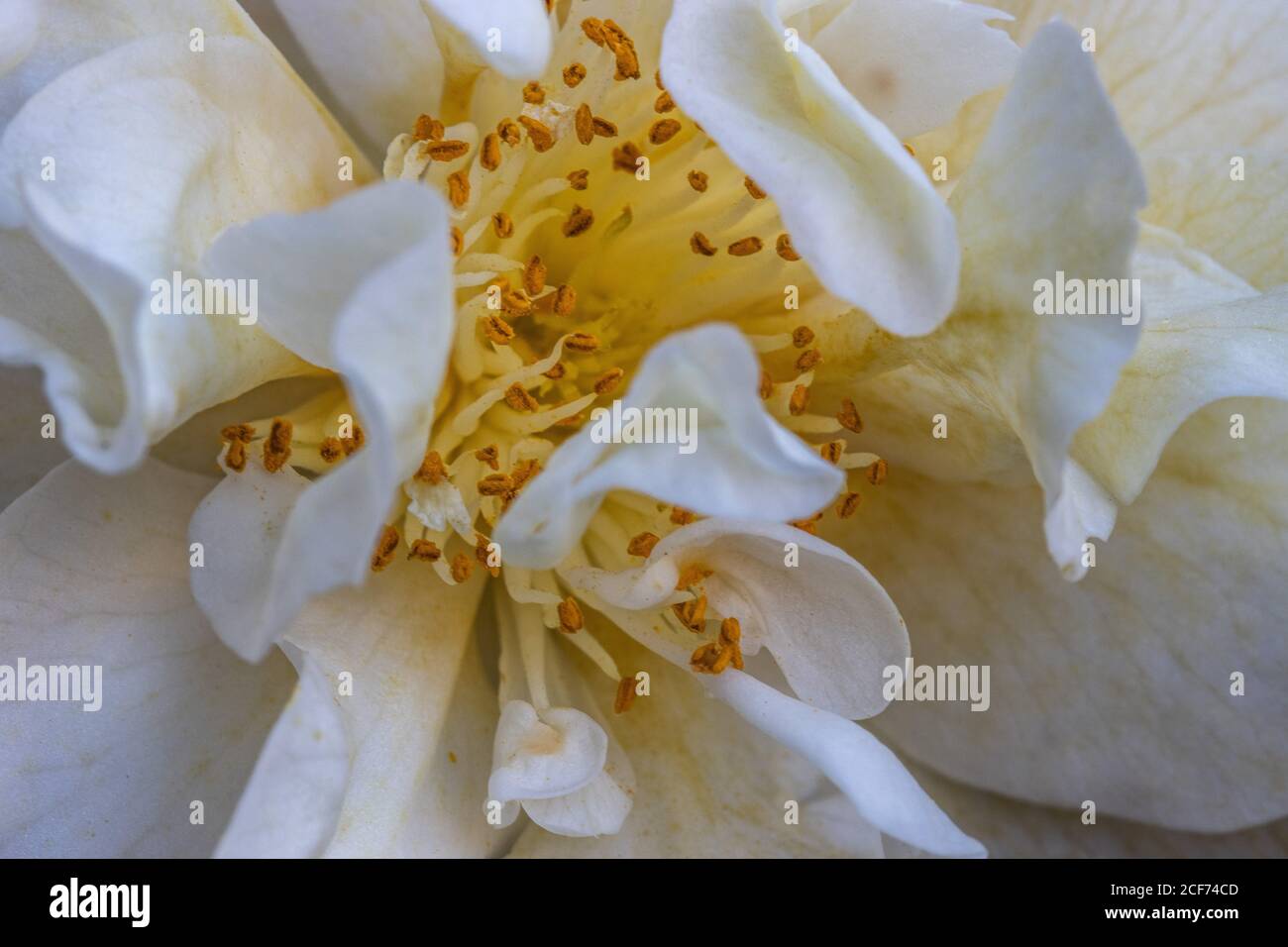 White Camellia Macro Stock Photo
