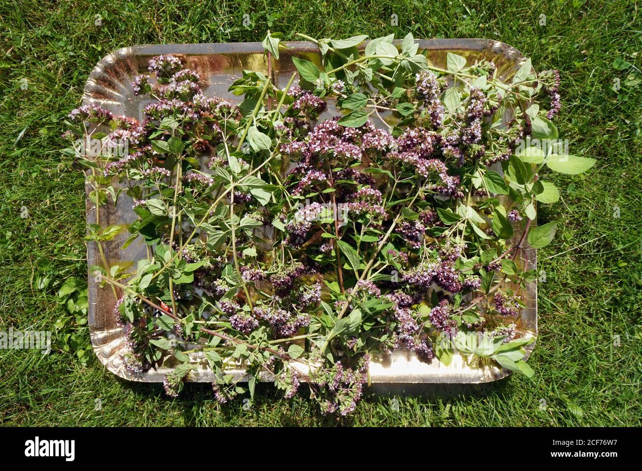 Drying herb spice oregano on garden lawn Stock Photo Alamy