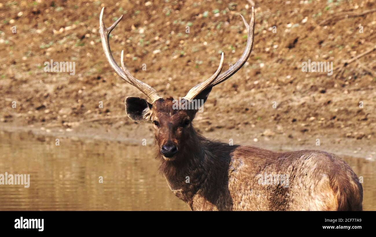 deer motion camera