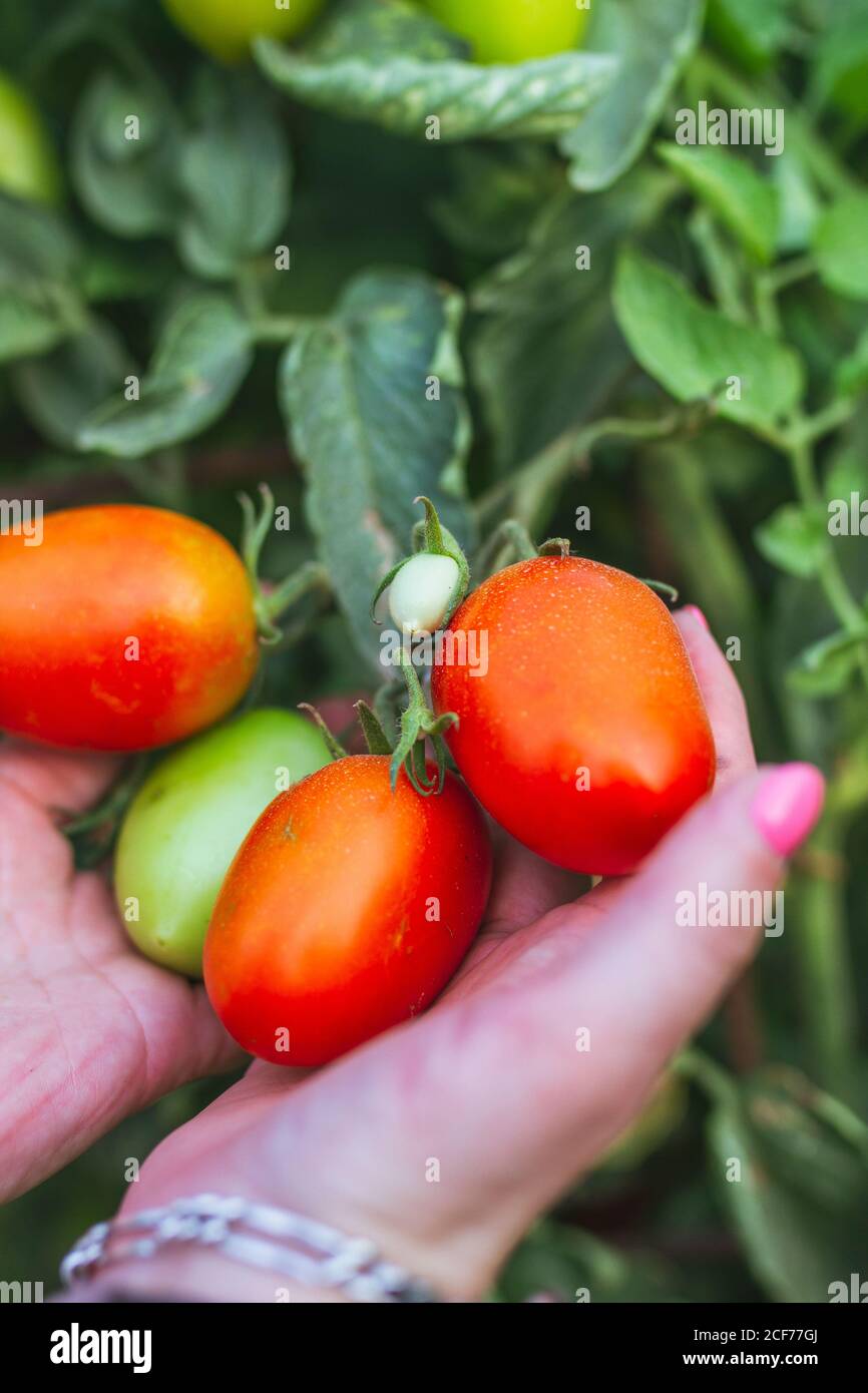 From above crop gardener holding bunch of ripening tomatoes in hands ...